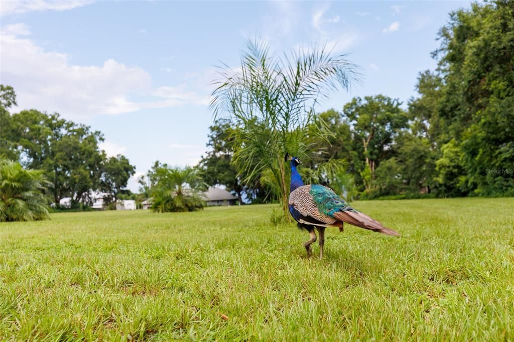 На продажу: $254,000 (3 спален, 2 ванн, 1928 Квадратных фут)