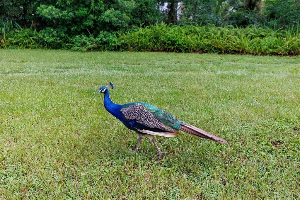 На продажу: $254,000 (3 спален, 2 ванн, 1928 Квадратных фут)