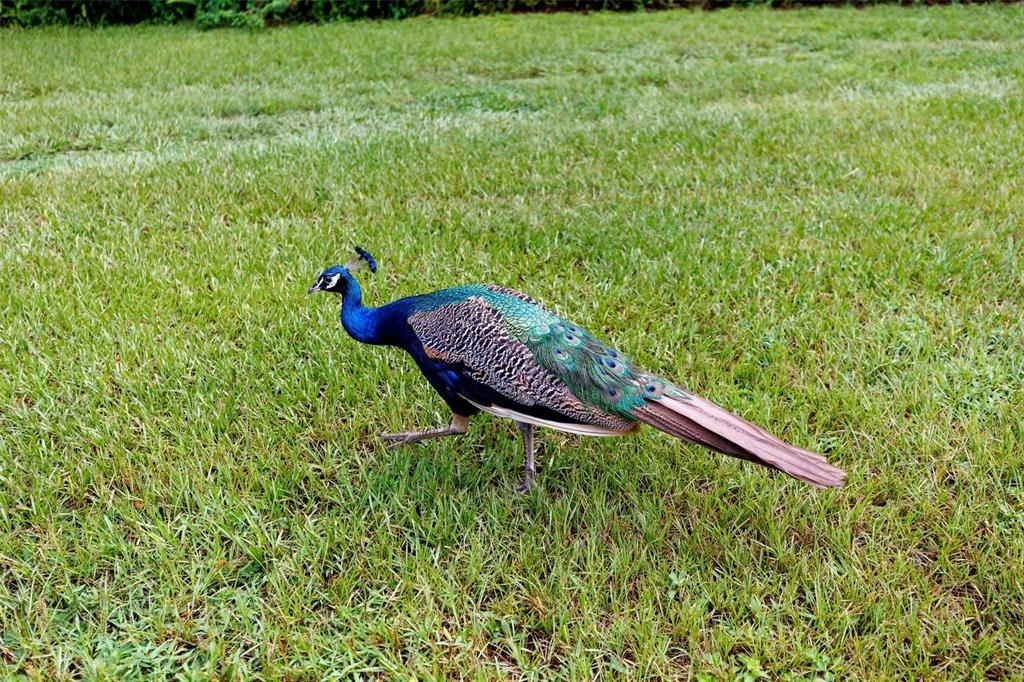 На продажу: $254,000 (3 спален, 2 ванн, 1928 Квадратных фут)