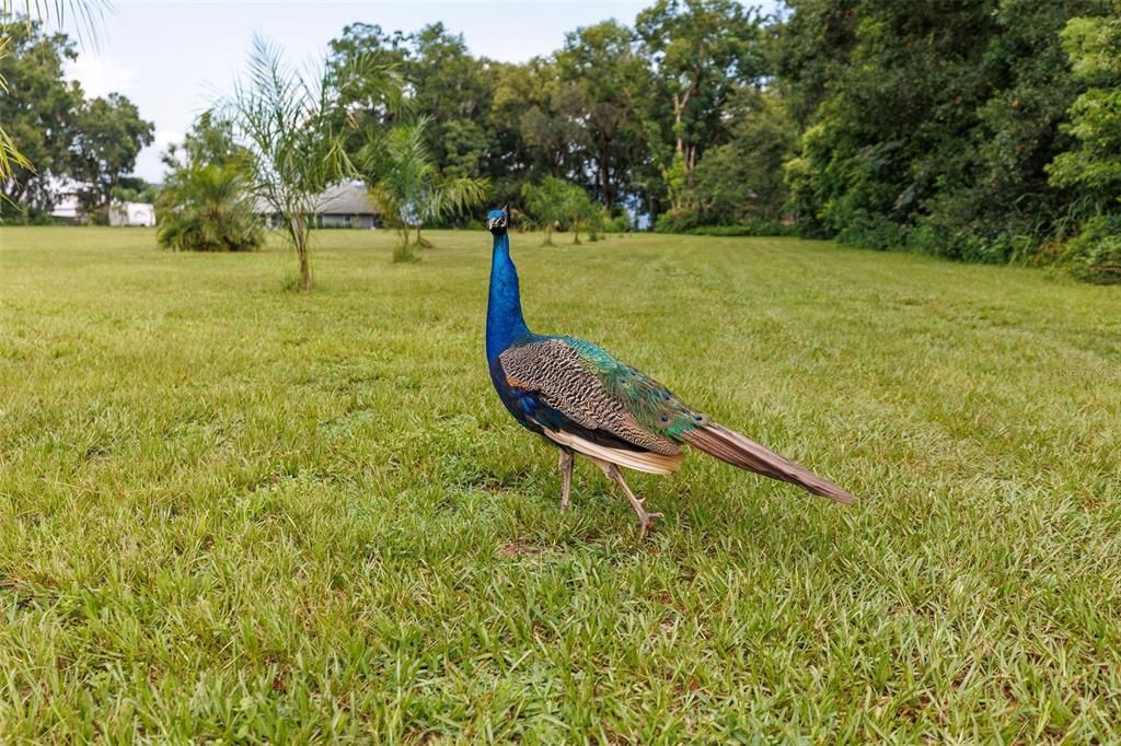 На продажу: $254,000 (3 спален, 2 ванн, 1928 Квадратных фут)