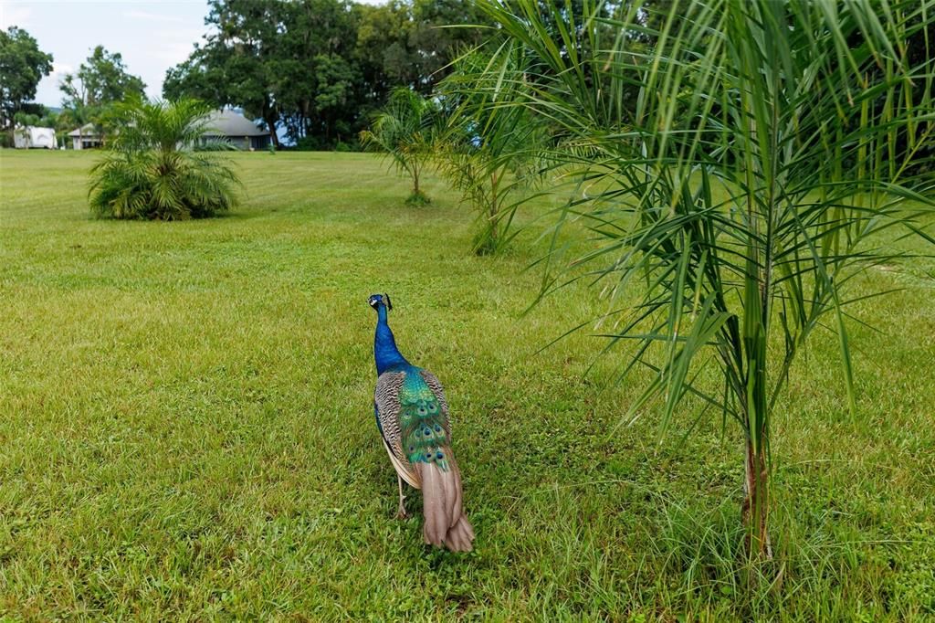 На продажу: $254,000 (3 спален, 2 ванн, 1928 Квадратных фут)