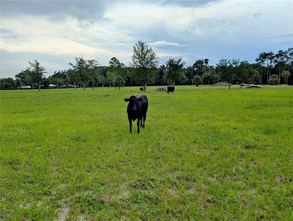 For Sale: $450,000 (15.00 acres)