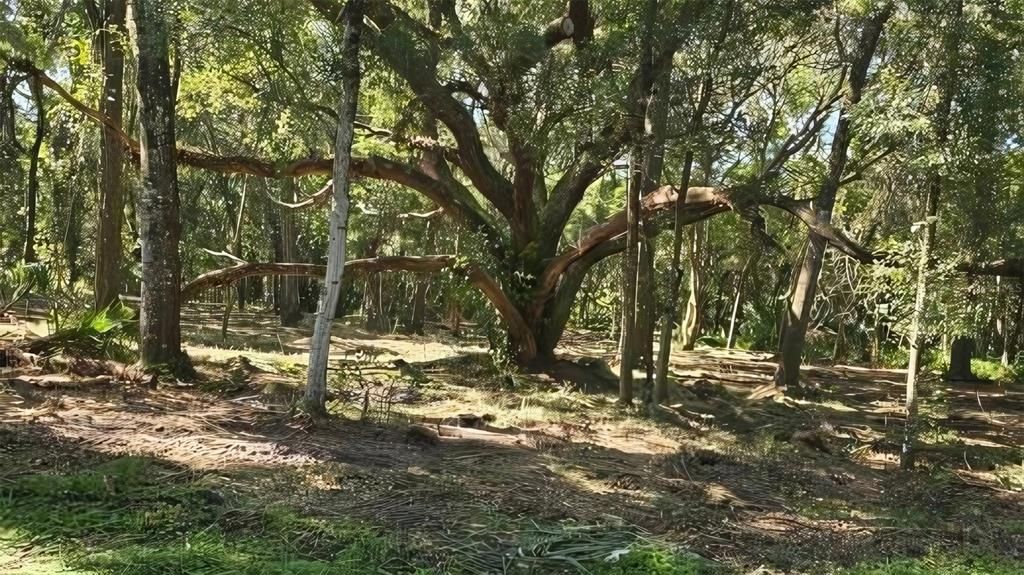 En Venta: $54,997 (1.25 acres)