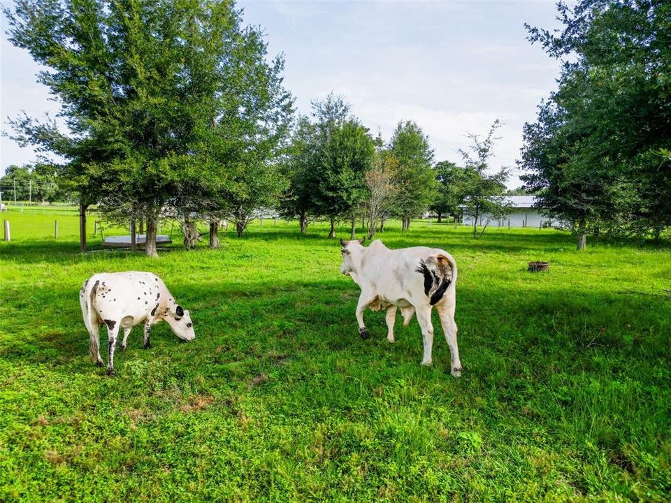 待售: $339,999 (6.03 acres)