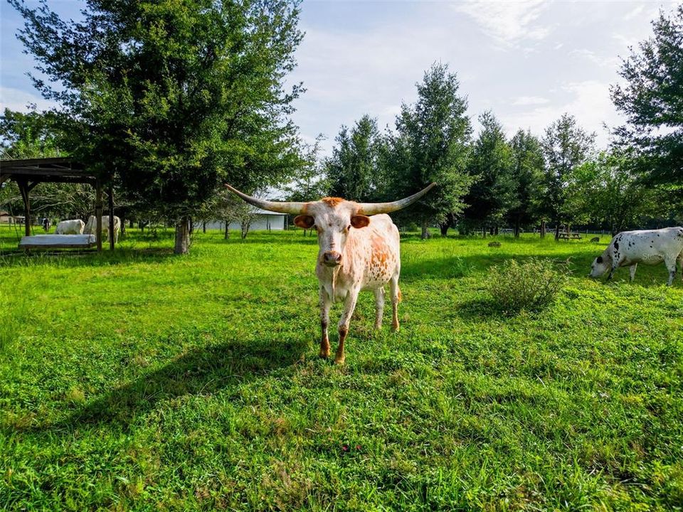 待售: $339,999 (6.03 acres)