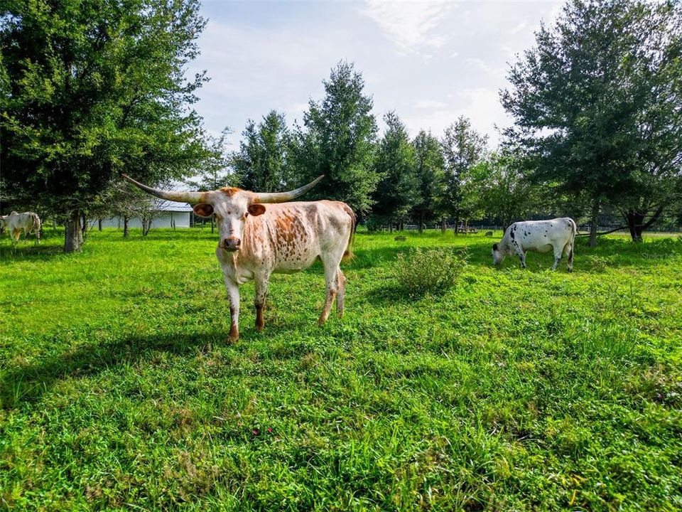 待售: $339,999 (6.03 acres)