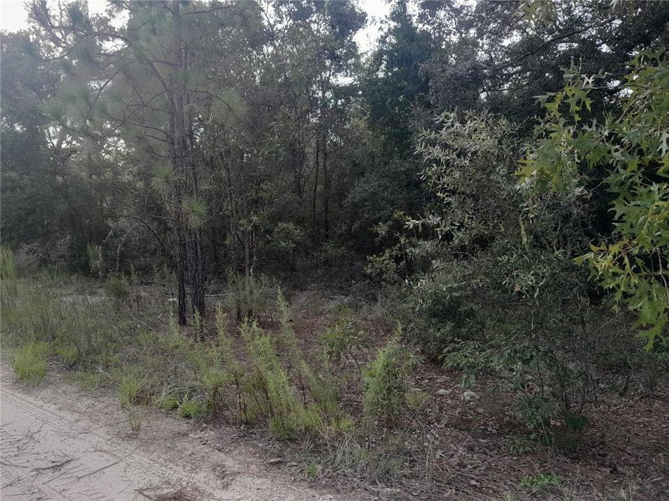 На продажу: $20,000 (1.25 acres)