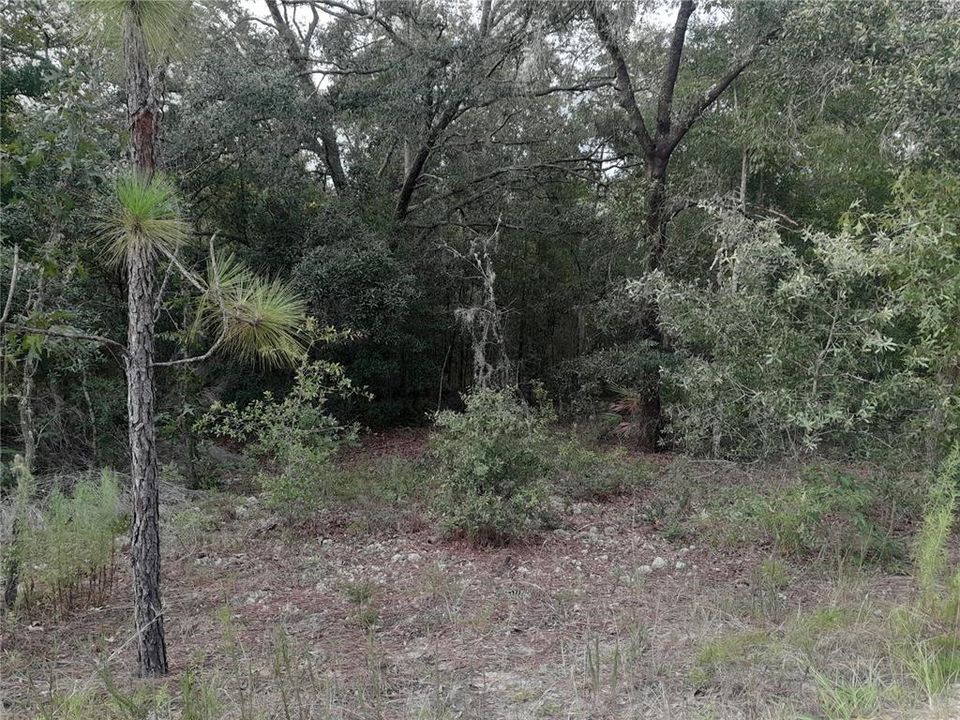 На продажу: $20,000 (1.25 acres)