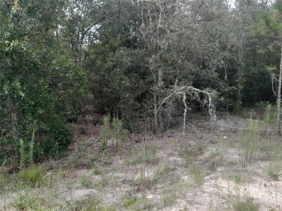 На продажу: $20,000 (1.25 acres)