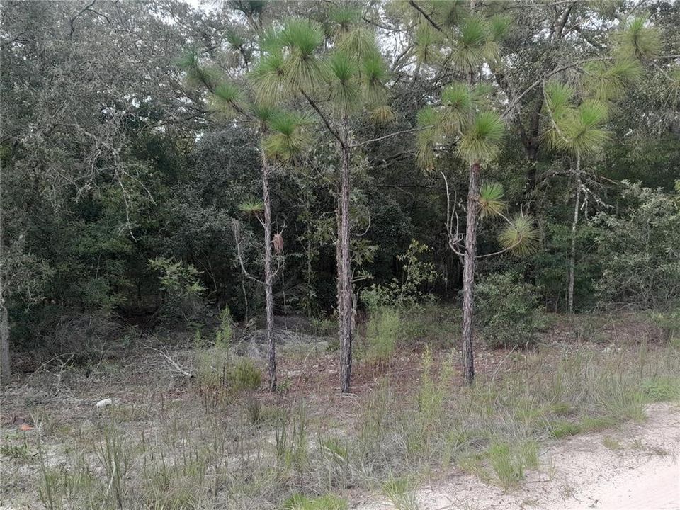 На продажу: $20,000 (1.25 acres)