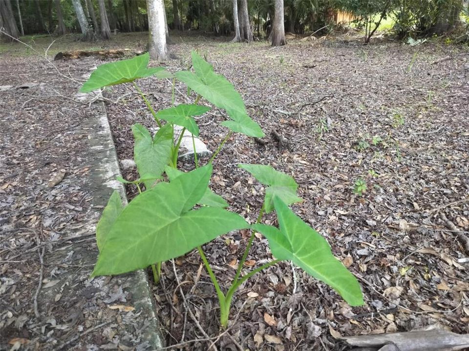 待售: $89,000 (0.87 acres)