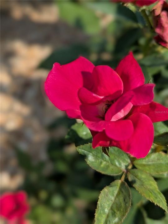 合同活跃: $408,000 (3 贝兹, 2 浴室, 2516 平方英尺)