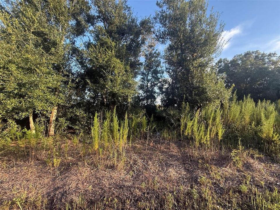 待售: $44,900 (1.25 acres)