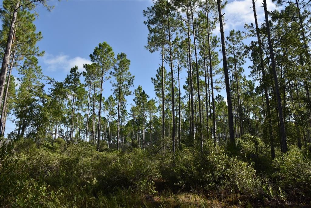 Vendido Recientemente: $124,000 (9.69 acres)