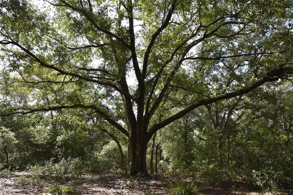 Recently Sold: $349,000 (30.00 acres)