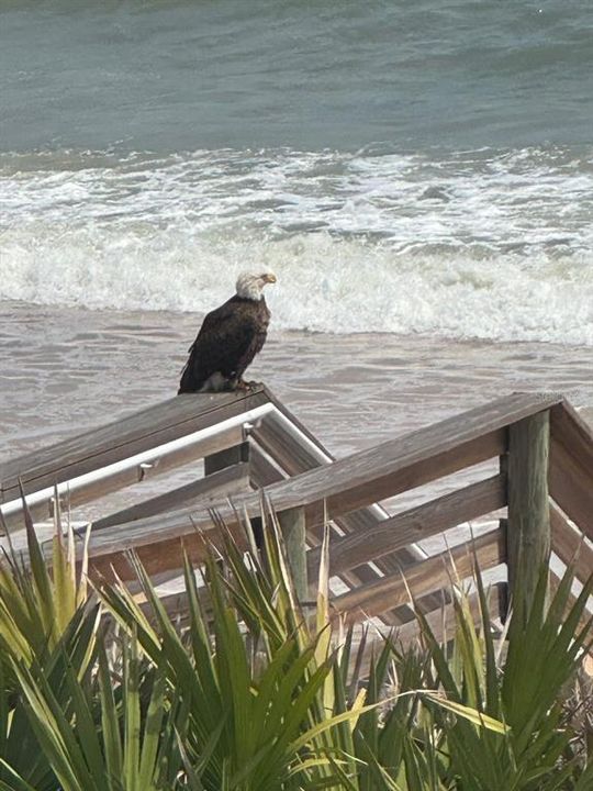 For Sale: $4,500,000 (4 beds, 6 baths, 7682 Square Feet)