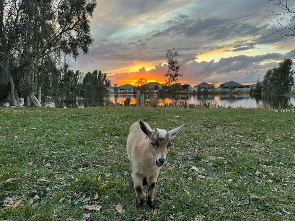 На продажу: $1,350,000 (2 спален, 1 ванн, 728 Квадратных фут)