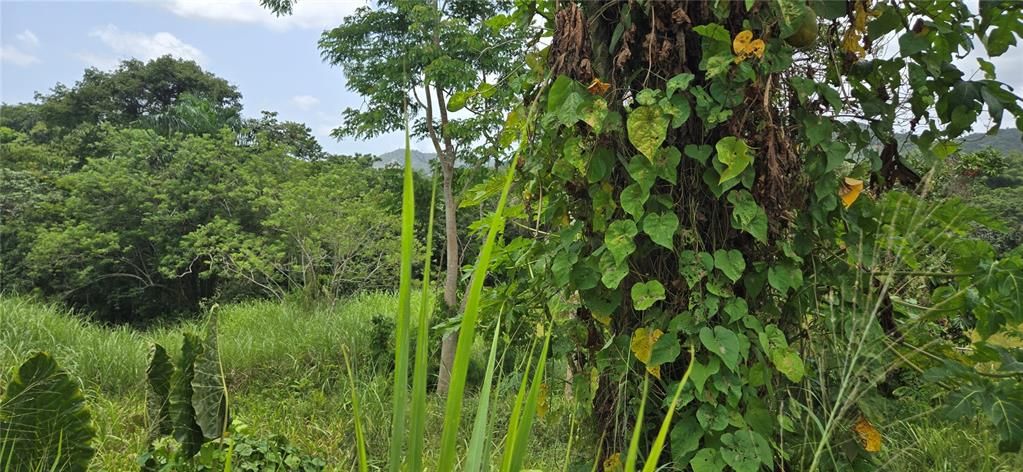 En Venta: $110,000 (4.37 acres)