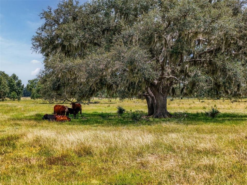 待售: $1,195,000 (47.39 acres)