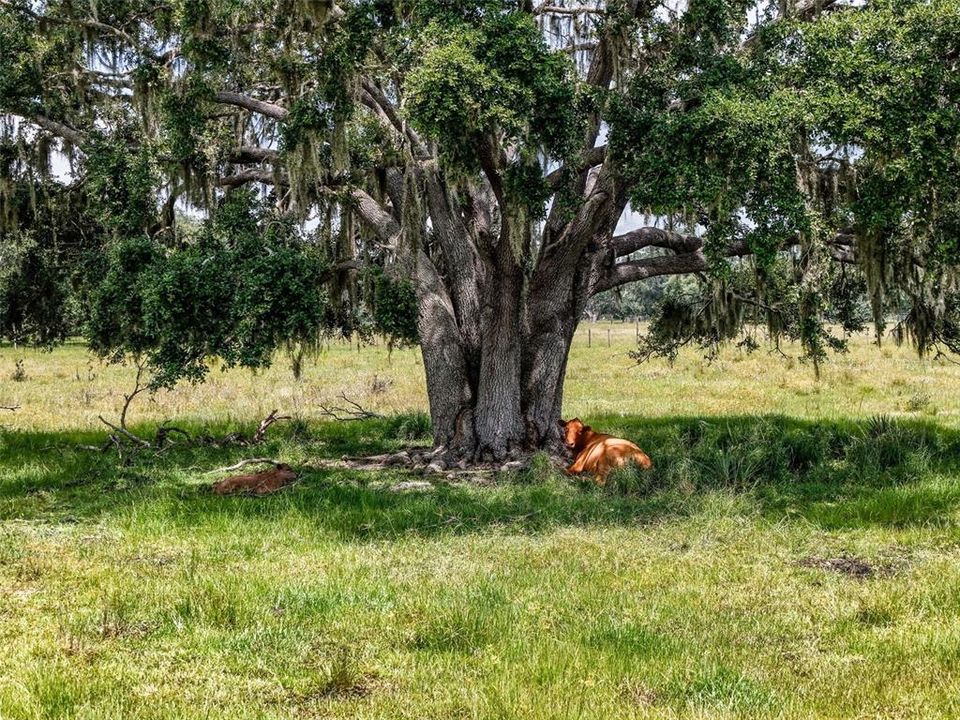 待售: $1,195,000 (47.39 acres)