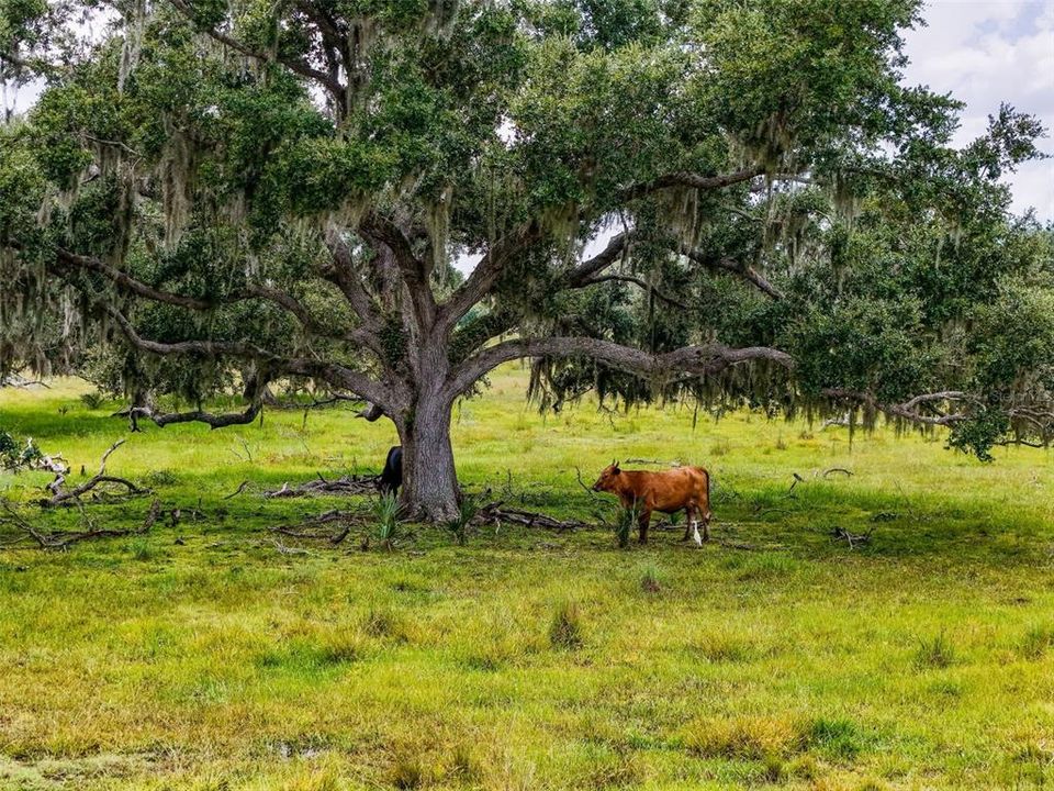待售: $1,195,000 (47.39 acres)