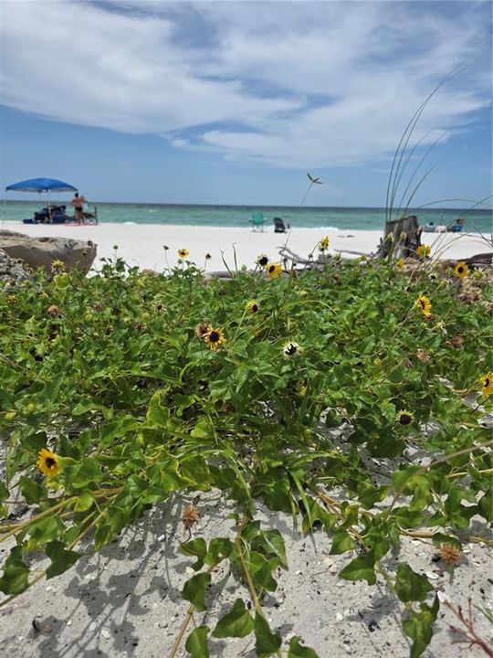 For Sale: $69,999 (1 beds, 1 baths, 427 Square Feet)