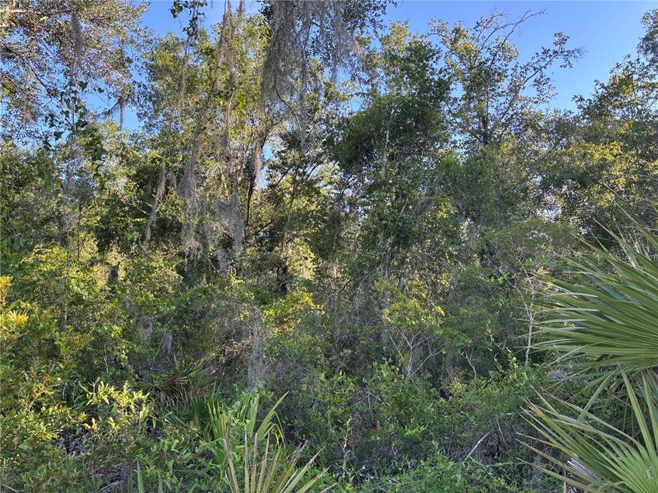 待售: $75,000 (3.65 acres)