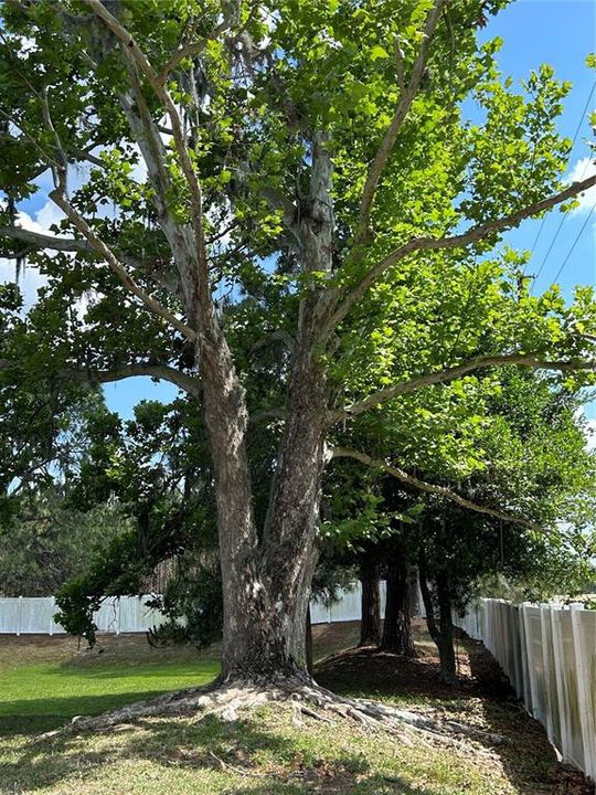 合同活跃: $130,000 (2 贝兹, 1 浴室, 800 平方英尺)