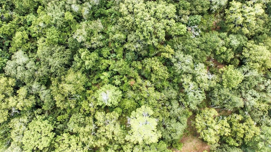 Activo con contrato: $399,000 (5.30 acres)