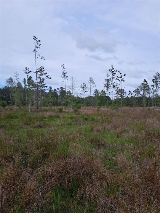 For Sale: $240,000 (16.00 acres)