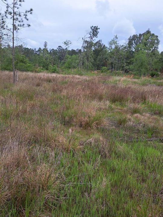 For Sale: $240,000 (16.00 acres)