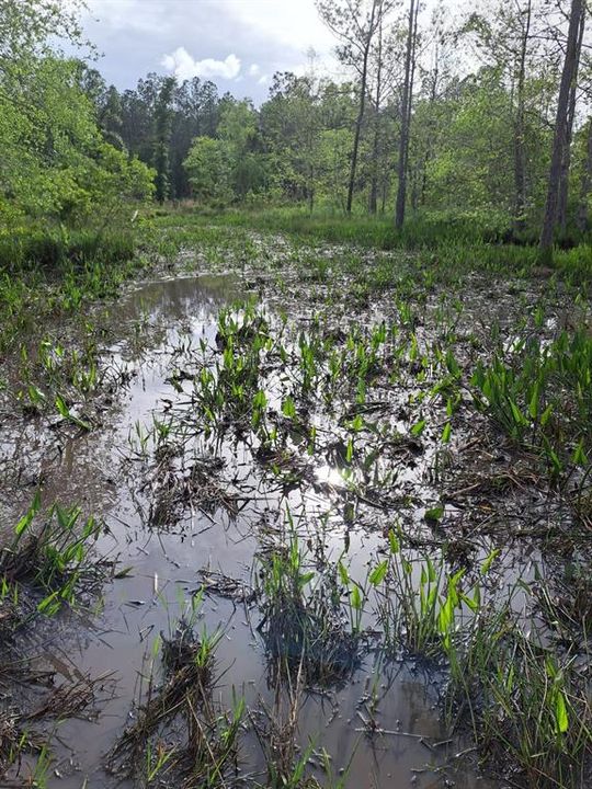 For Sale: $240,000 (16.00 acres)