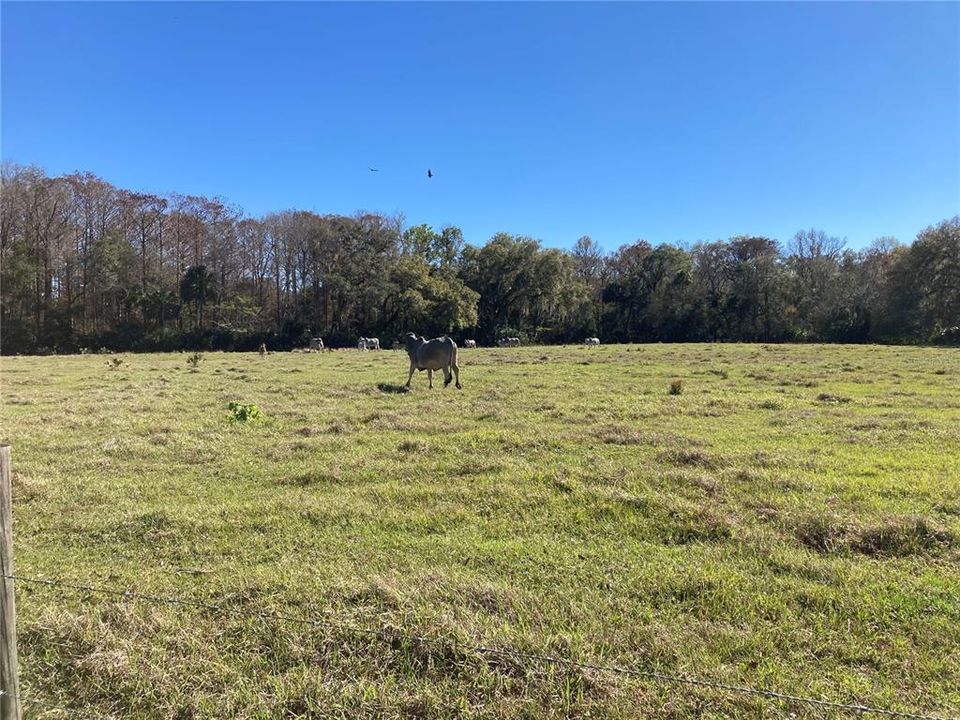 For Sale: $1,800,000 (3 beds, 2 baths, 3206 Square Feet)
