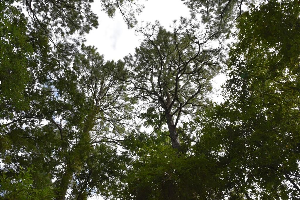 待售: $115,000 (4.50 acres)