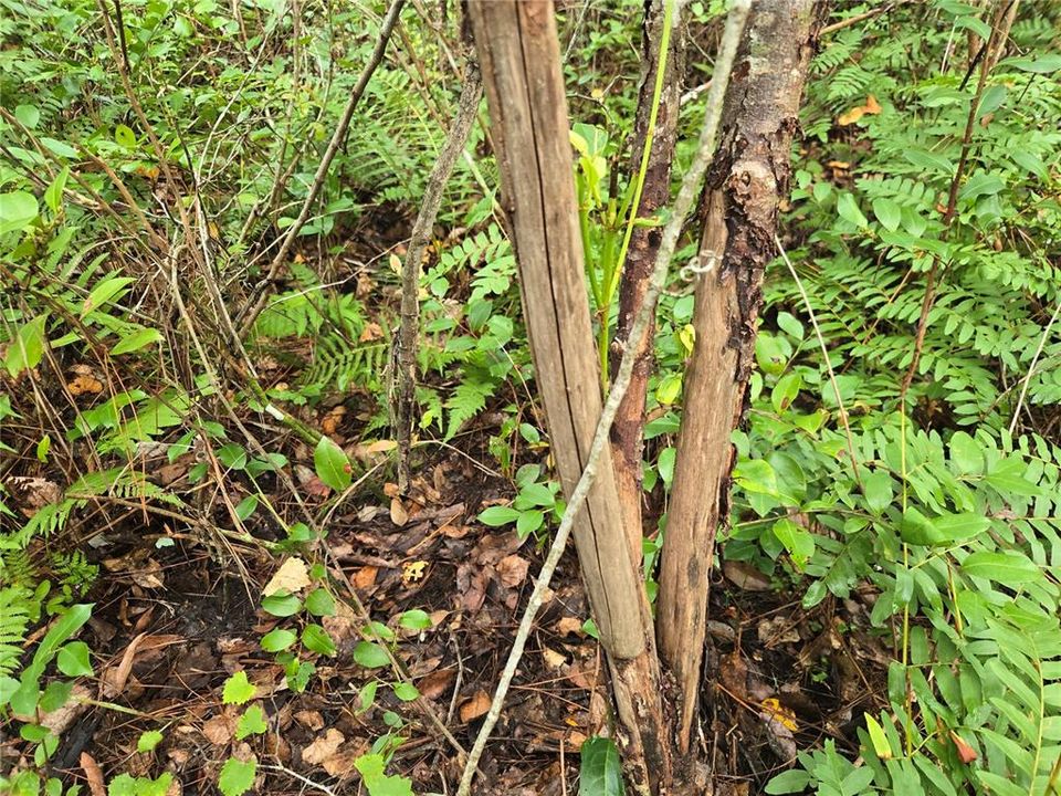 待售: $115,000 (4.50 acres)