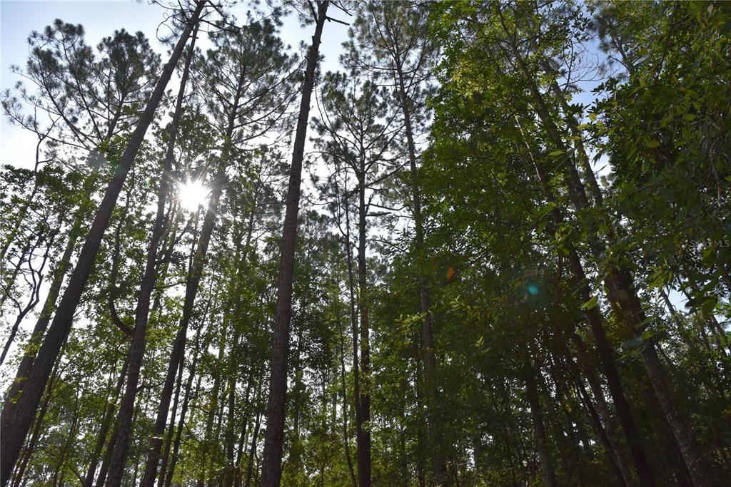 待售: $115,000 (4.50 acres)