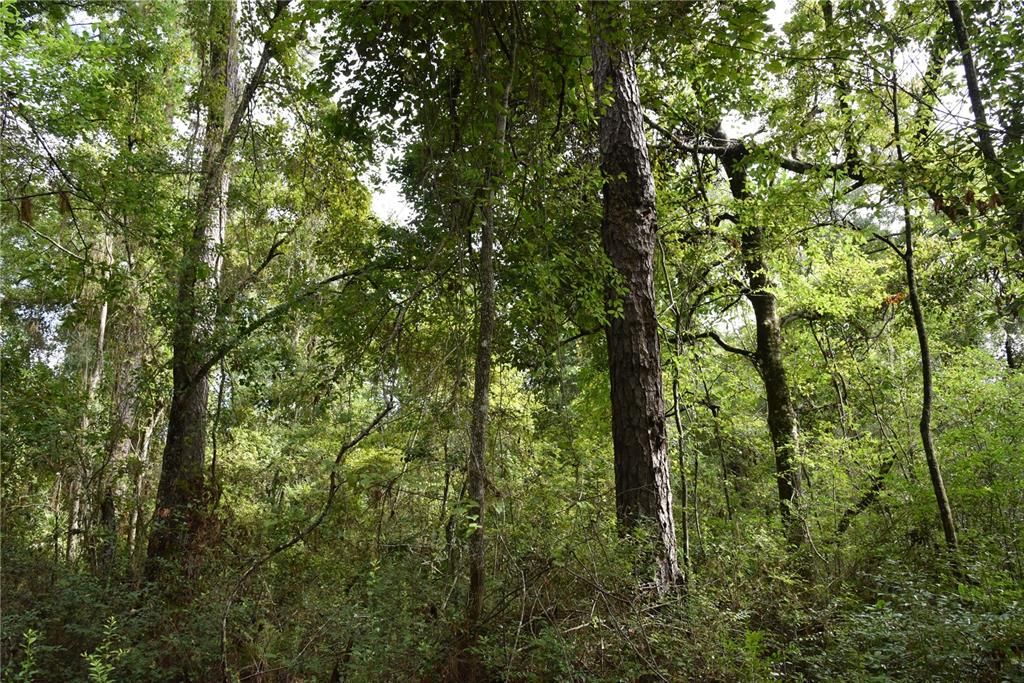 待售: $115,000 (4.50 acres)