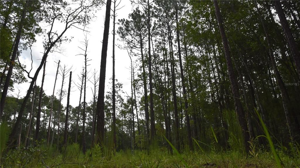 待售: $115,000 (4.50 acres)