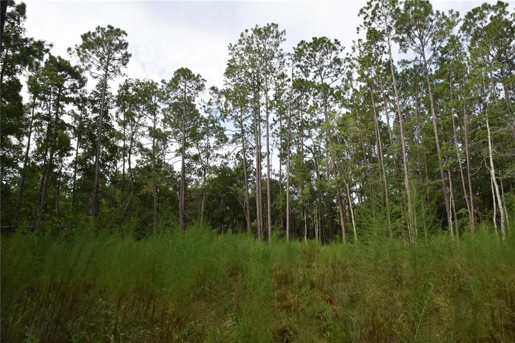 待售: $115,000 (4.50 acres)