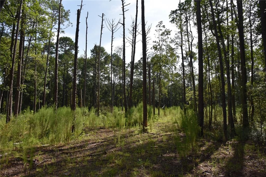 待售: $115,000 (4.50 acres)