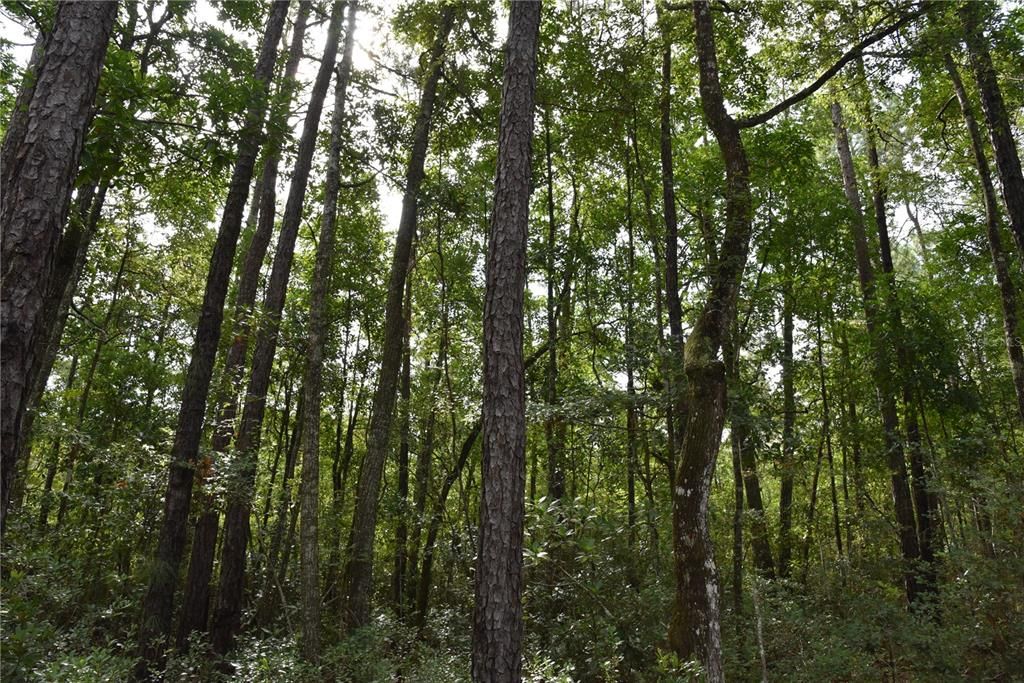 待售: $115,000 (4.50 acres)