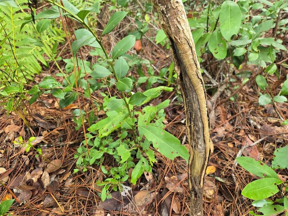 待售: $115,000 (4.50 acres)