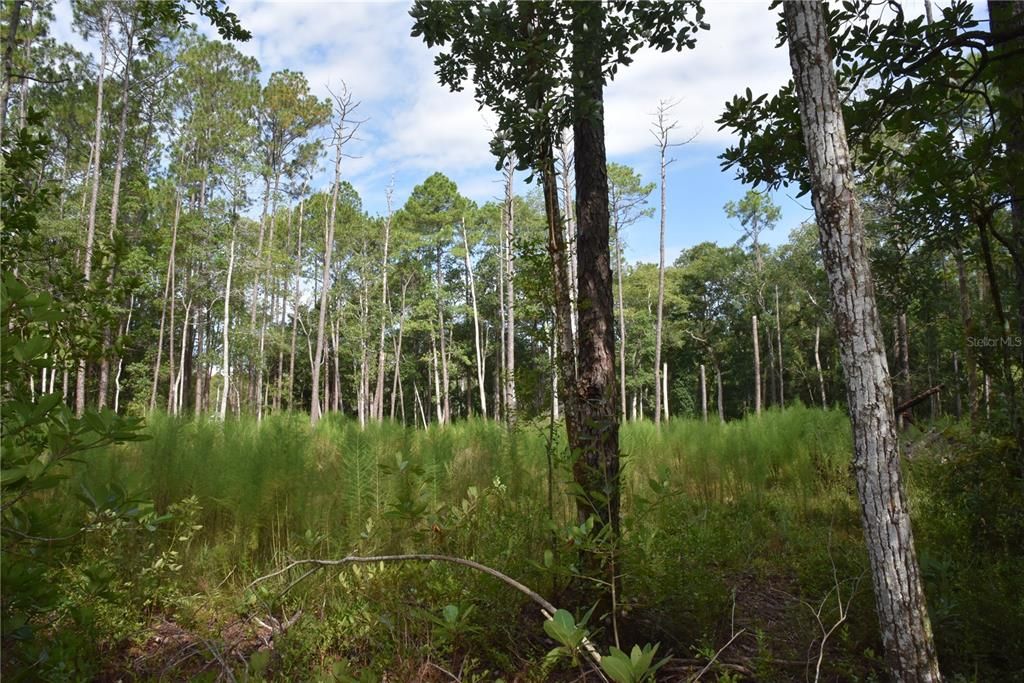 待售: $115,000 (4.50 acres)