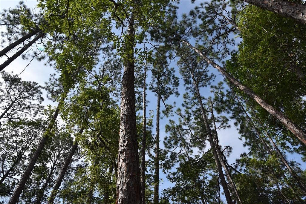 待售: $115,000 (4.50 acres)