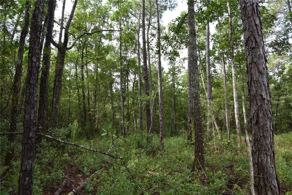 待售: $115,000 (4.50 acres)