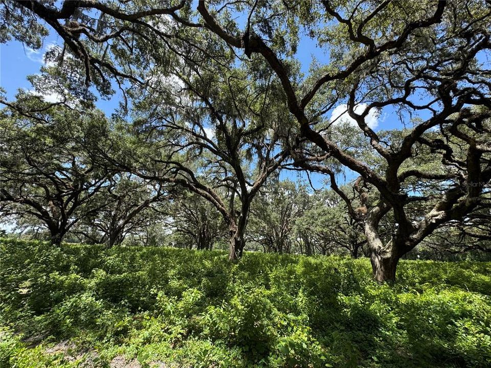 For Sale: $1,200,000 (20.00 acres)