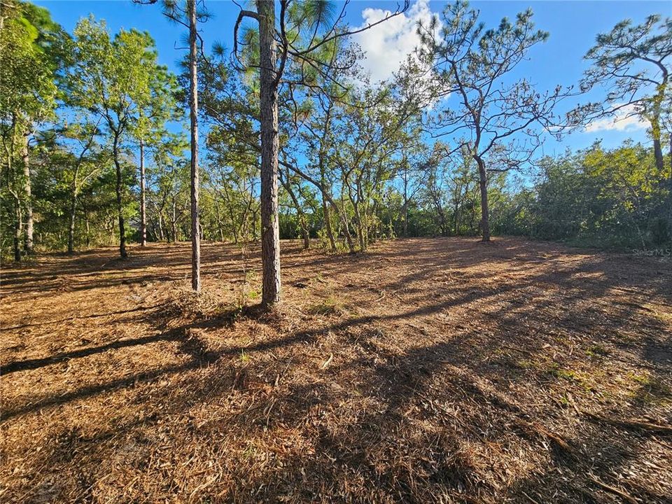 Activo con contrato: $69,900 (1.13 acres)