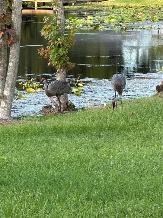 待售: $500,000 (4 贝兹, 2 浴室, 1780 平方英尺)