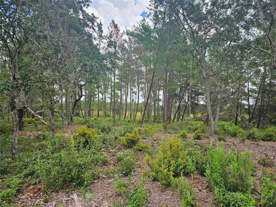 For Sale: $108,000 (1.18 acres)