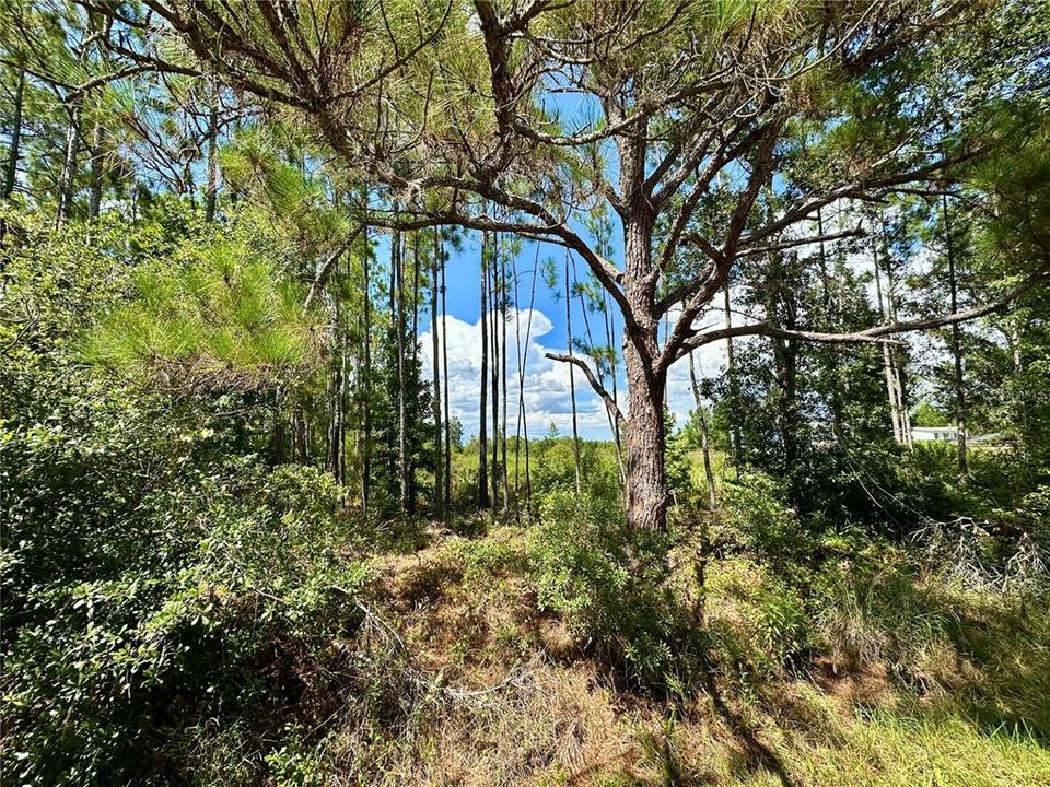 For Sale: $65,000 (1.25 acres)